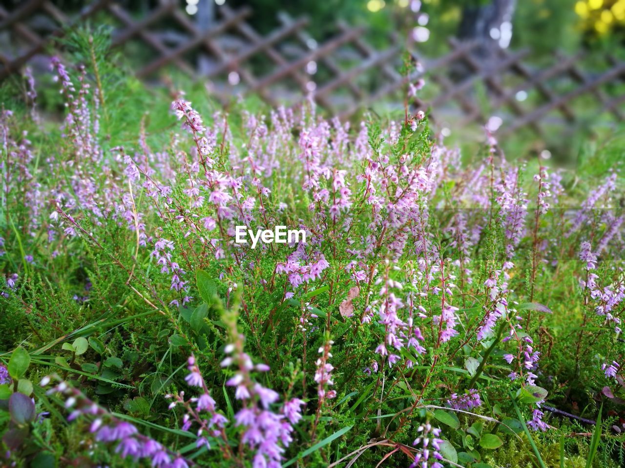 Close-up of purple flowers growing in field