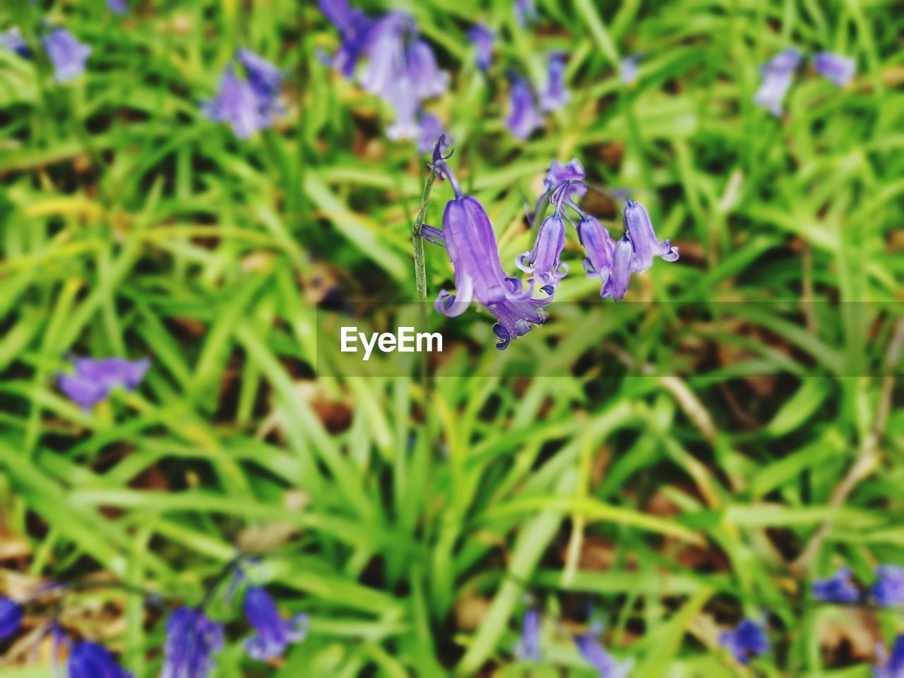 Close-up of purple flowers blooming in field