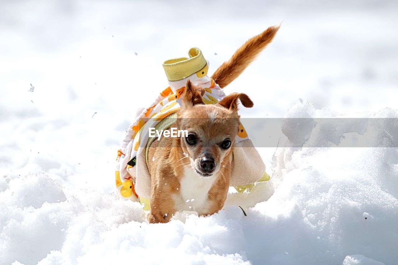 View of dog on snow