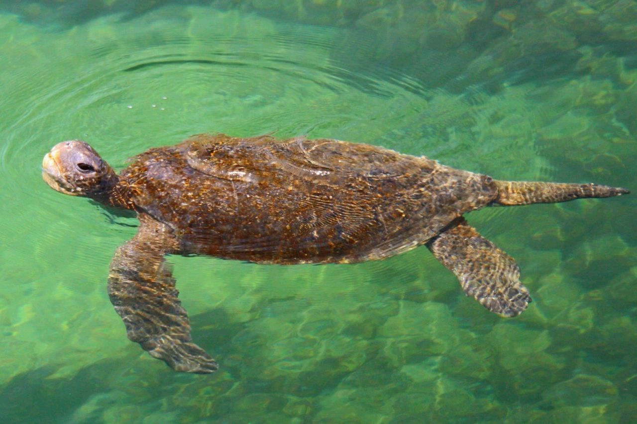 High angle view of turtle swimming in pond