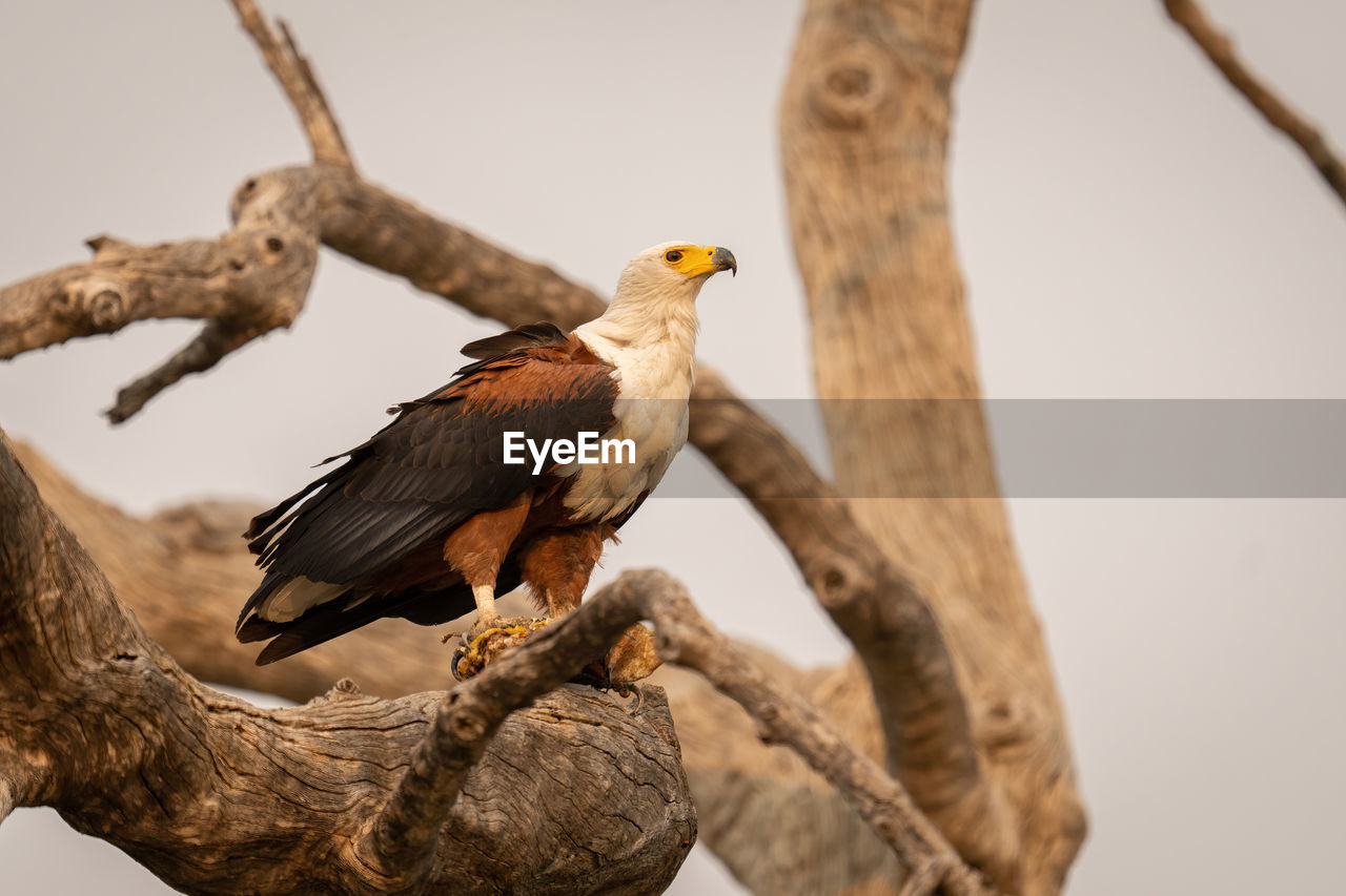 close-up of bird perching on branch