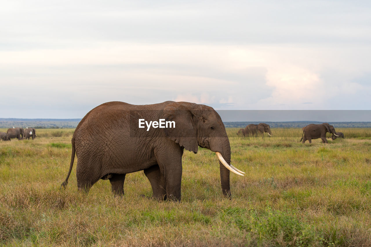 ELEPHANT ON FIELD