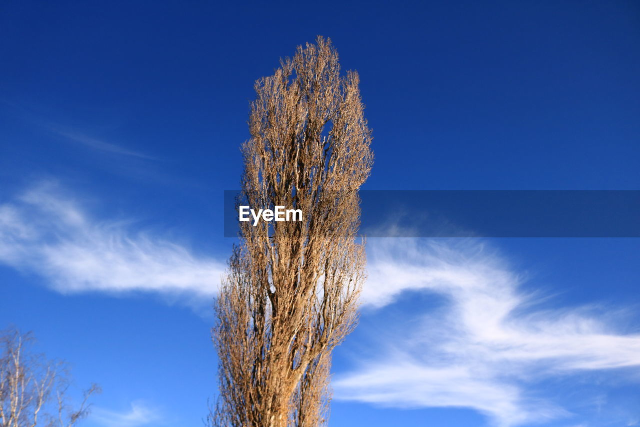 Low angle view of tree against blue sky