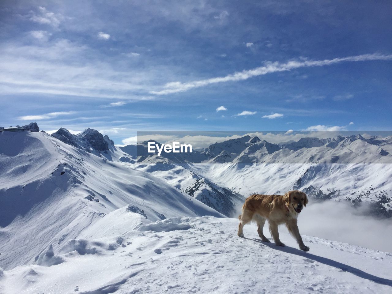 Dog on snowcapped mountain against sky