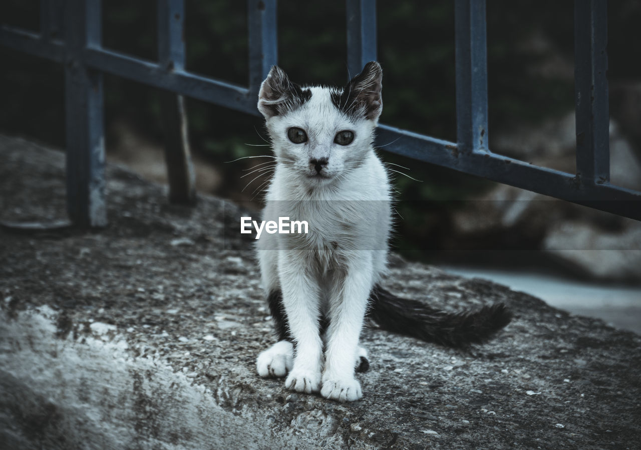 Portrait of kitten sitting outdoors