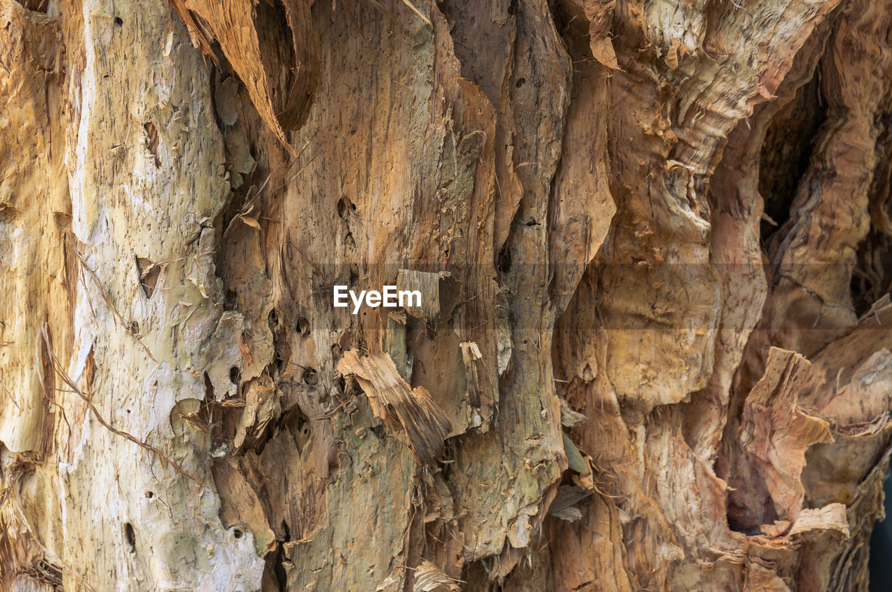 FULL FRAME OF TREE TRUNK