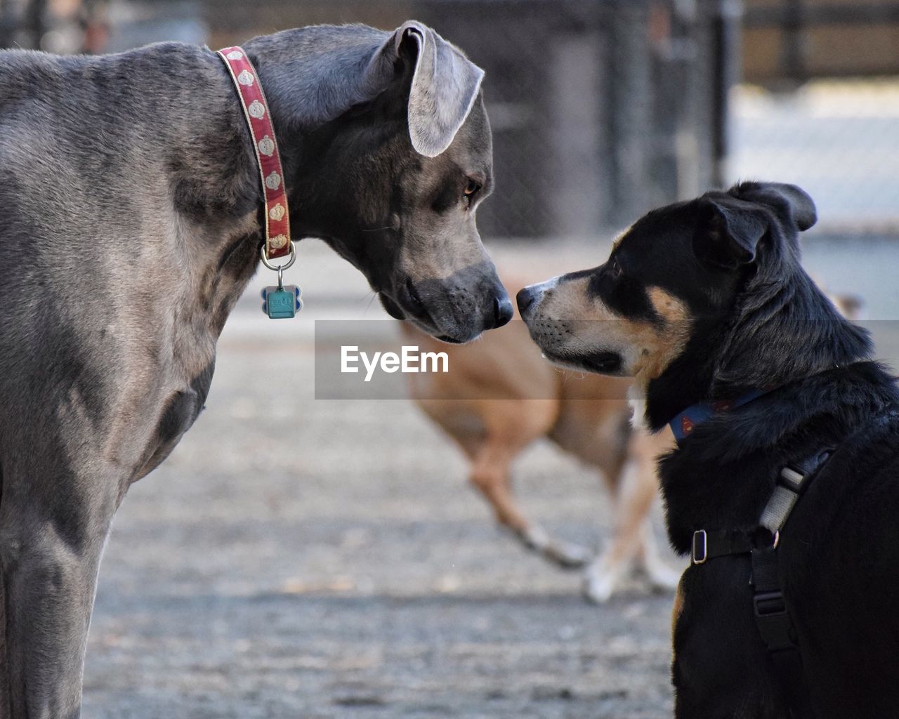 Close-up of two dogs