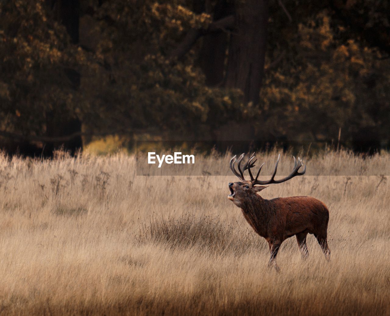 animal, animal themes, animal wildlife, wildlife, mammal, deer, one animal, plant, no people, nature, antler, elk, grass, tree, outdoors, side view, prairie, land, landscape, reindeer, standing, environment, brown, day, domestic animals, herbivorous, beauty in nature, travel destinations, full length