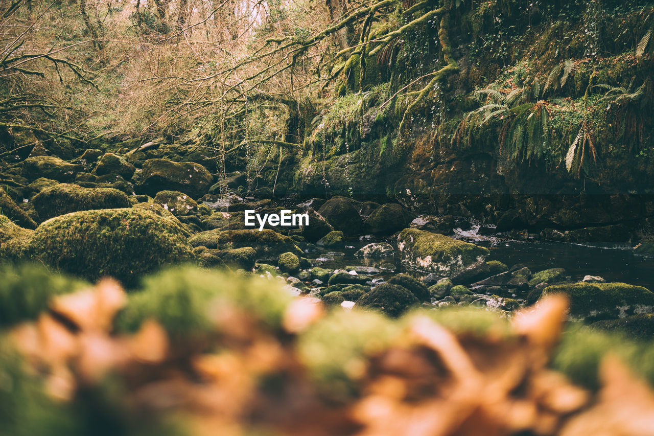 Stream in forest in uk