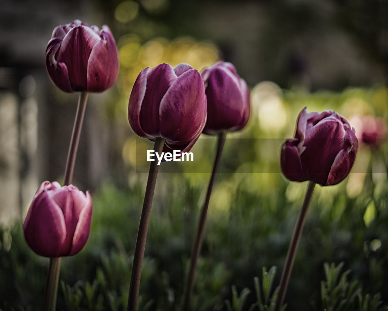 Close-up of maroon tulips blooming in park