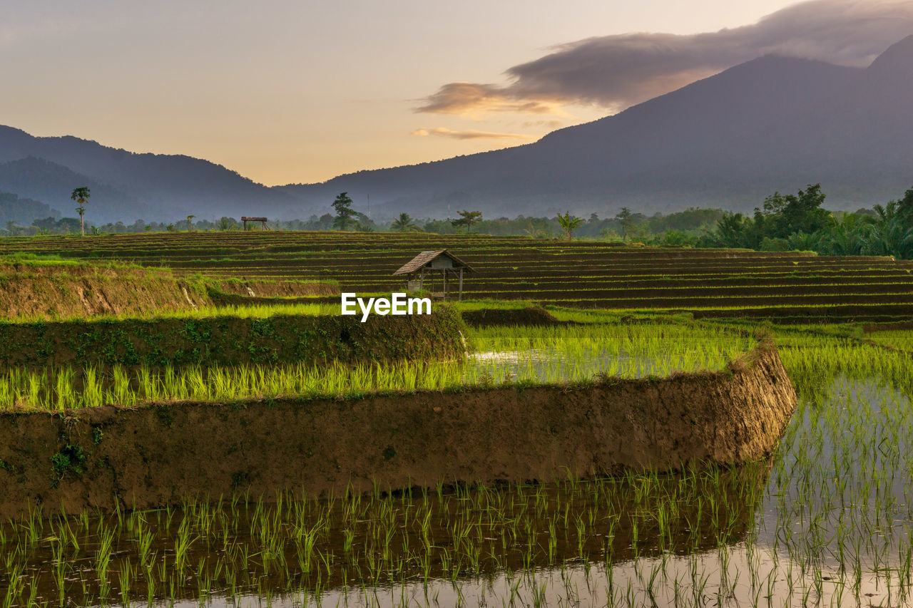 The view of the morning sun shining on the mountain area and rice terraces of indonesia