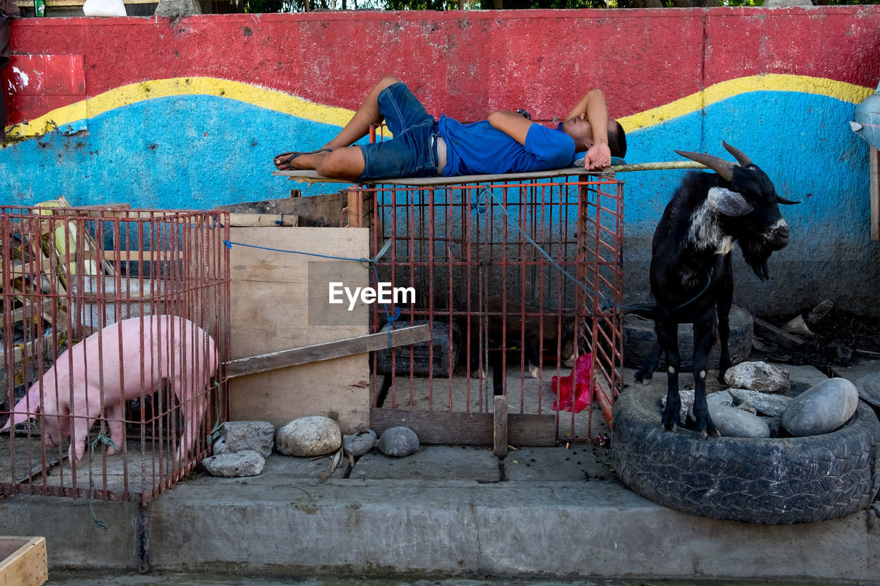 Man sleeping by pig and goat against wall