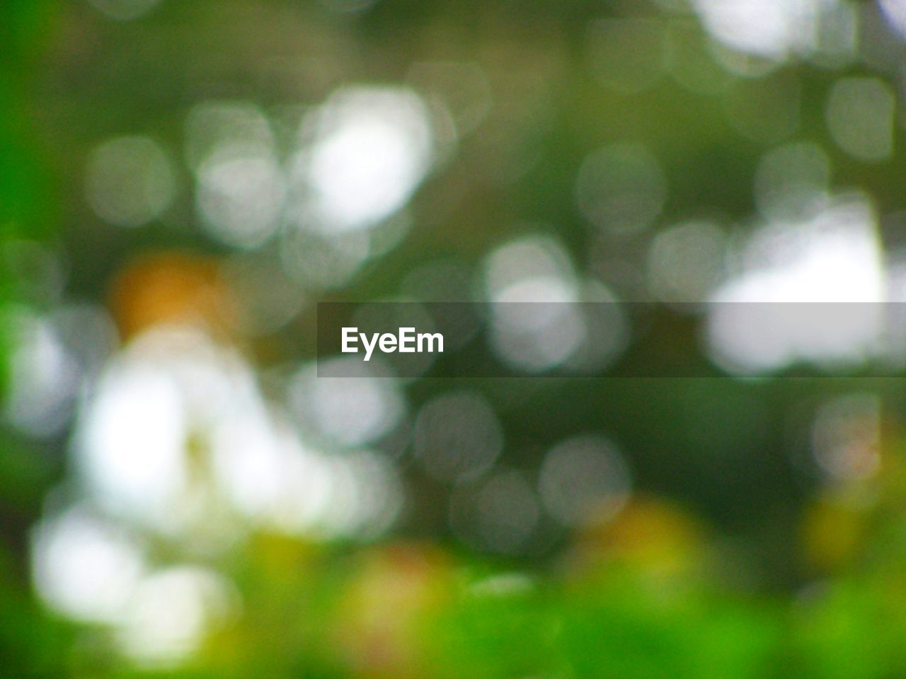 DEFOCUSED IMAGE OF PLANTS