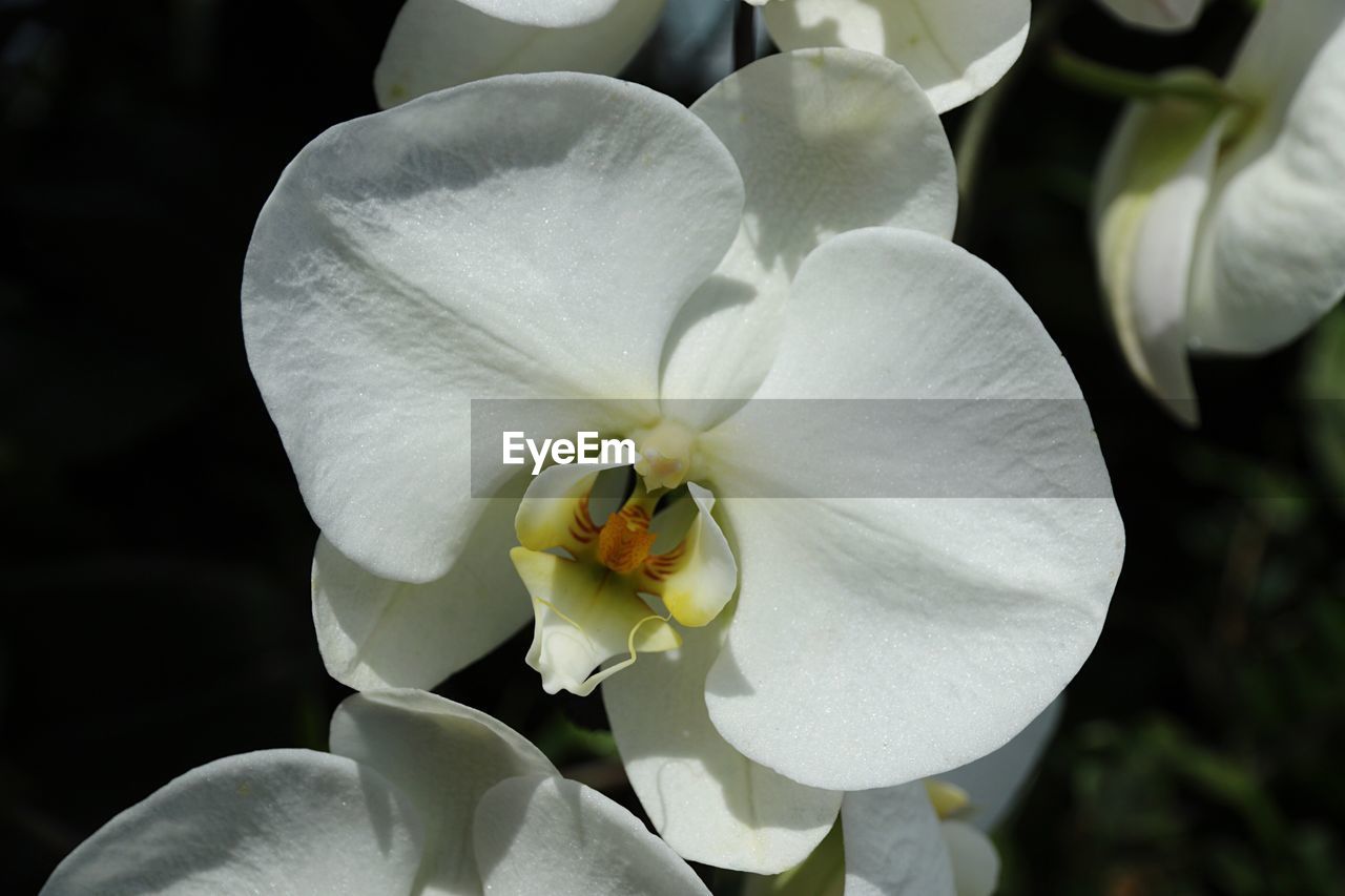 CLOSE-UP OF WHITE FLOWER BLOOMING