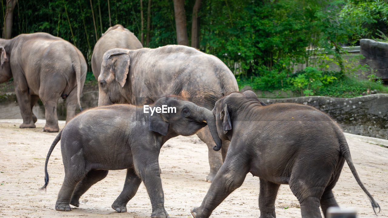 elephants standing on field