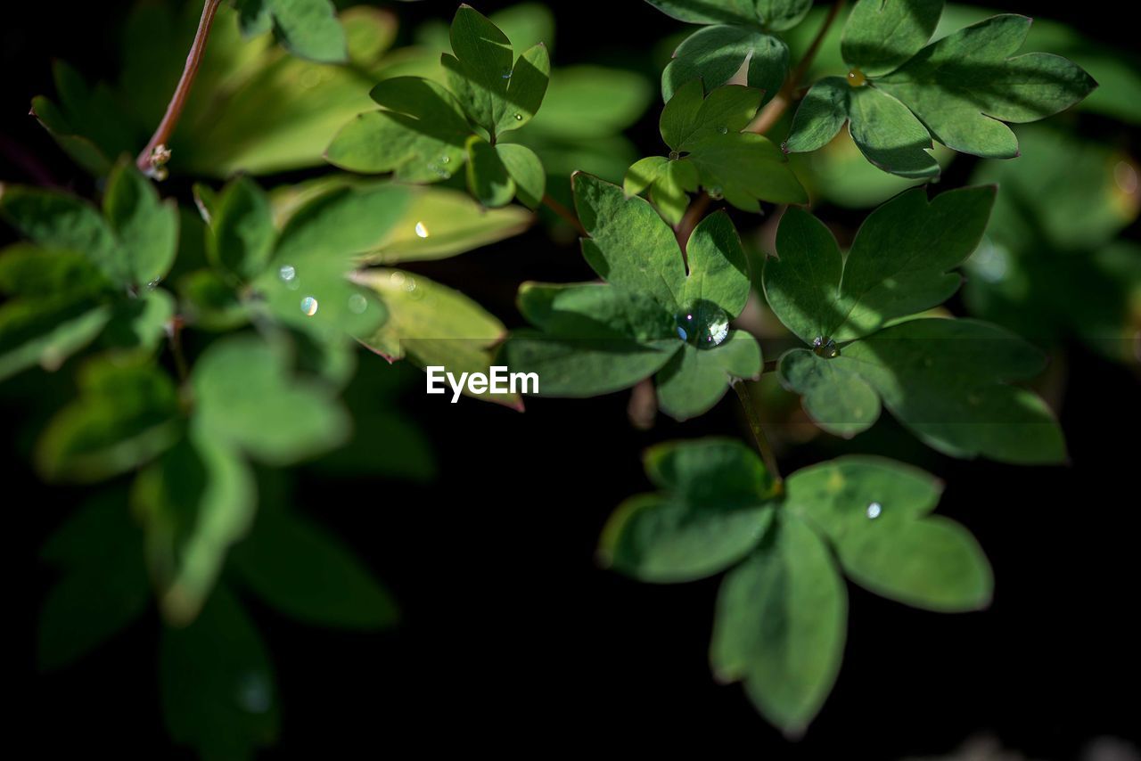 Water drops on green leaf. close up. dew after rain. background of nature. full frame. 