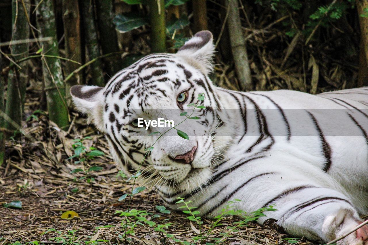 animal, tiger, animal themes, feline, animal wildlife, big cat, mammal, cat, one animal, wildlife, carnivora, zoo, white tiger, nature, relaxation, no people, plant, felidae, land, jungle, animal markings, lying down, outdoors, striped, resting, day, forest, tree, portrait, carnivore, grass