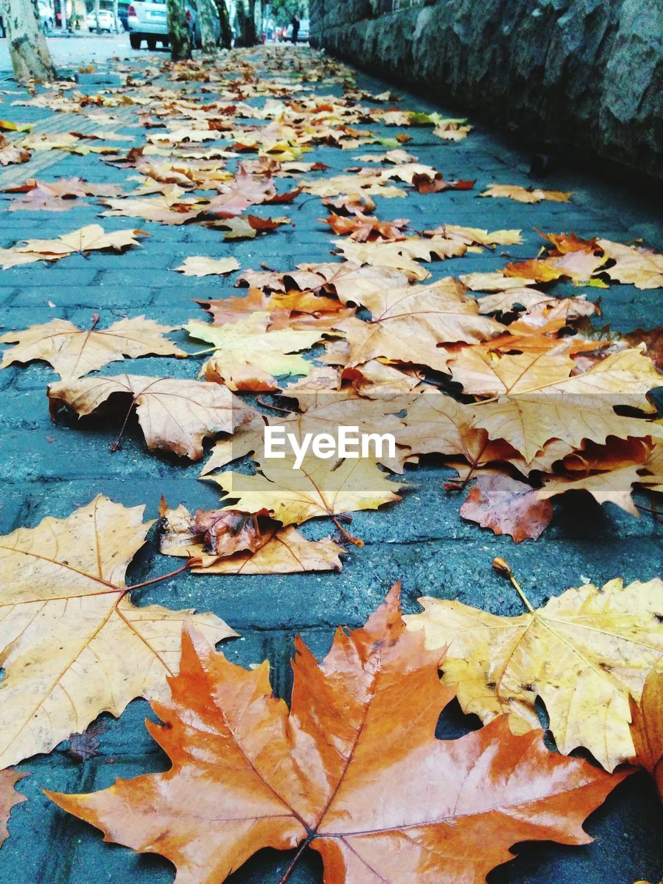 Wet leaves on street during autumn