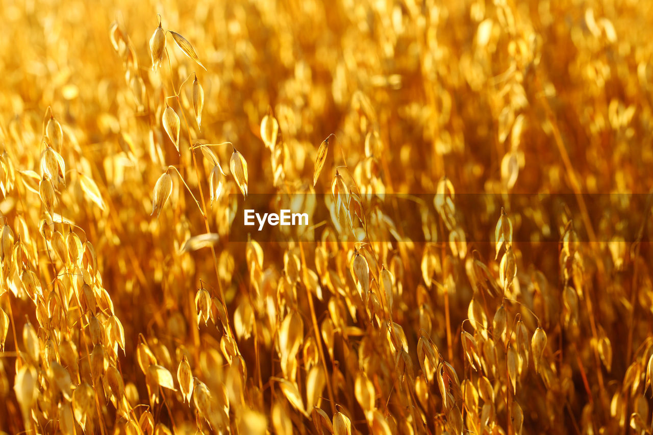 full frame shot of yellow flowering plant