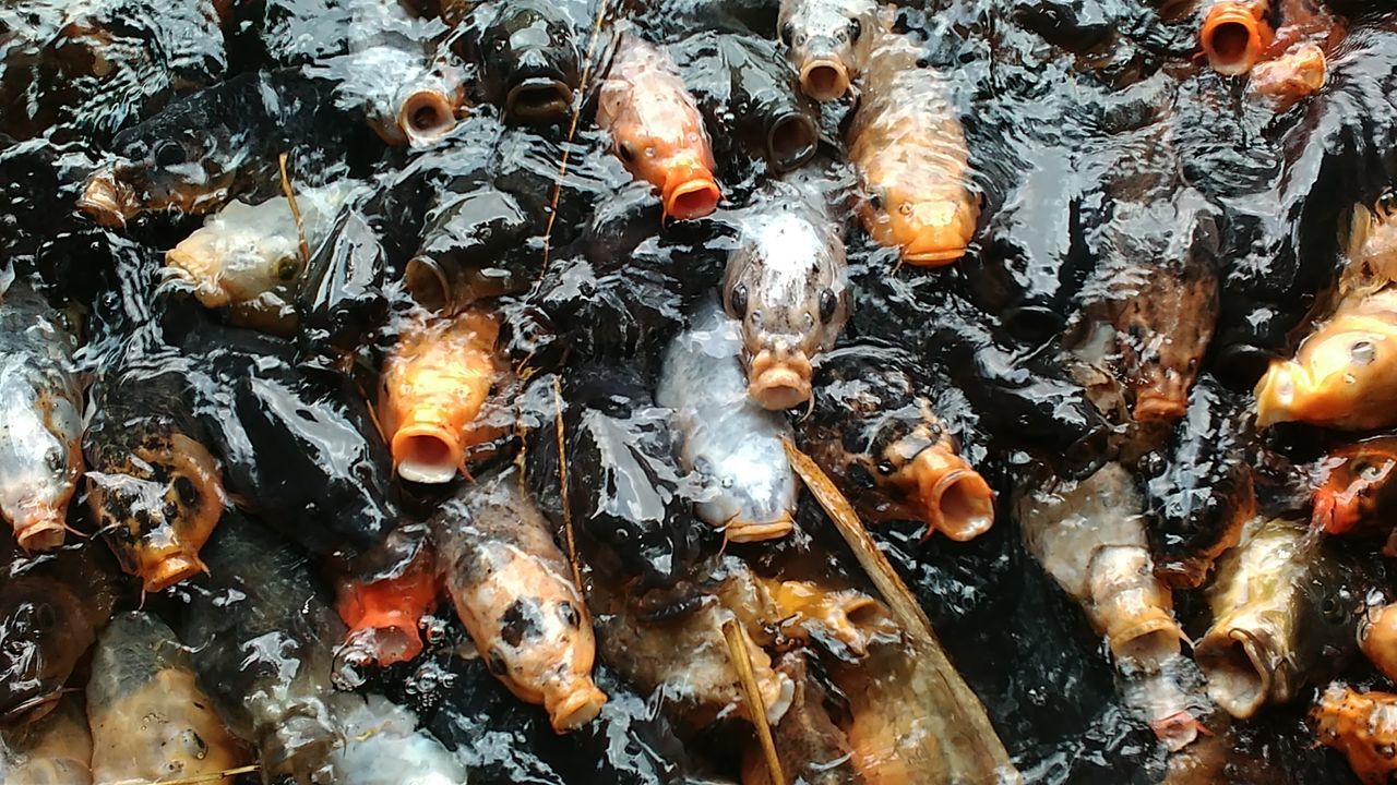 Full frame shot of koi carps swimming in pond