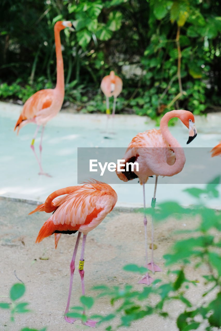 Flamingos perching at lakeshore