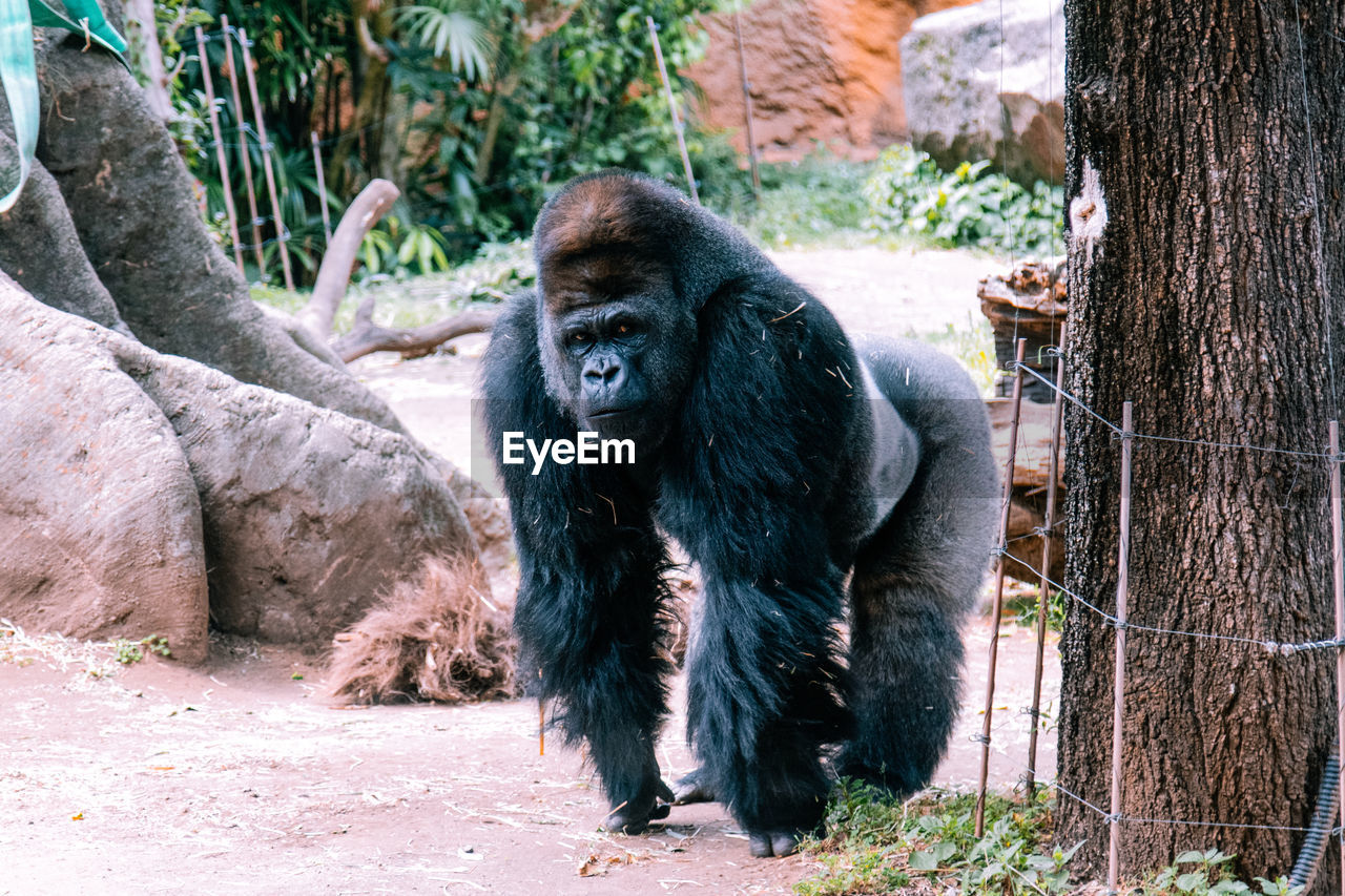 MONKEY SITTING IN A GARDEN