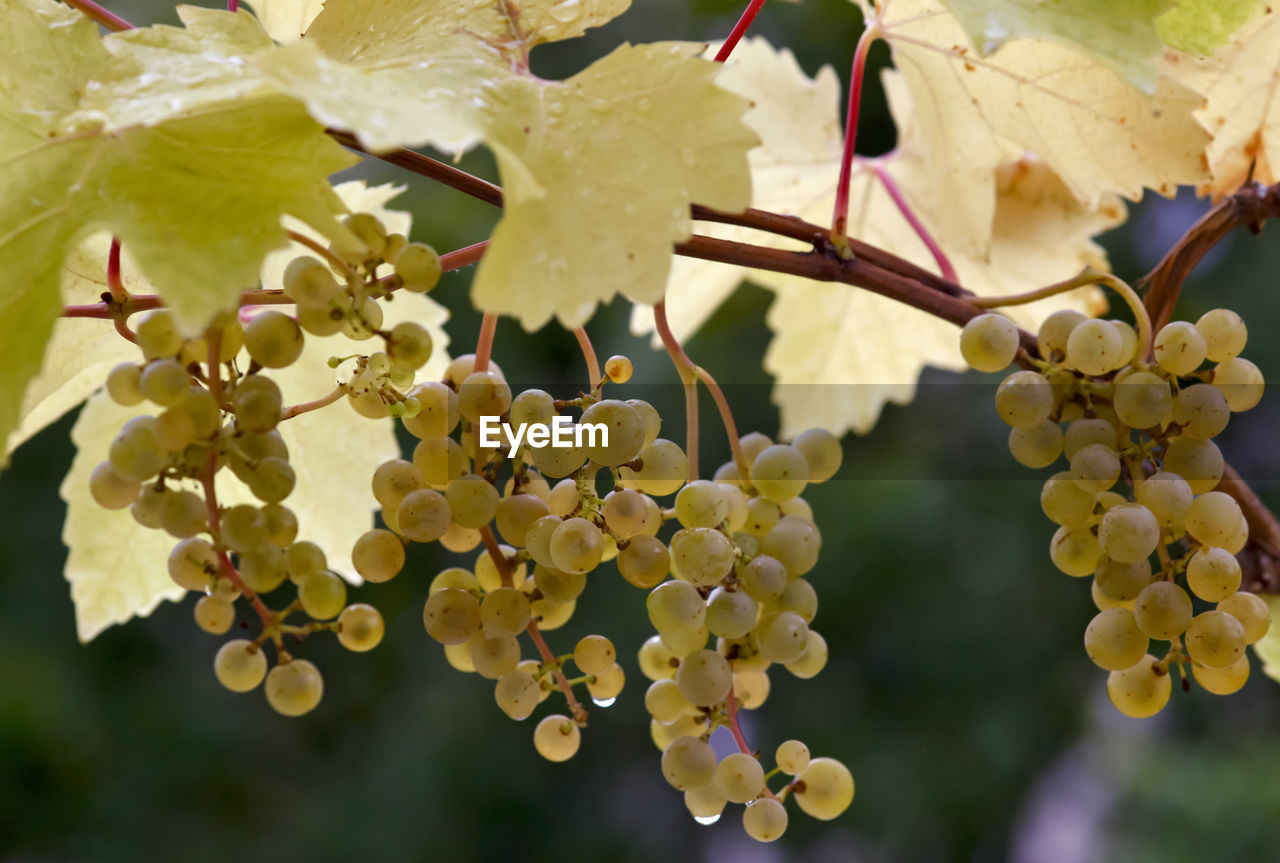 CLOSE-UP OF FRUITS ON TREE