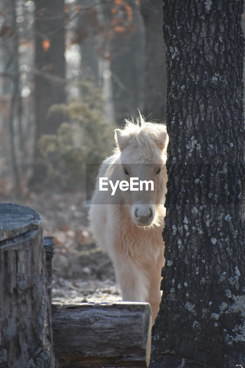 Portrait of a horse on tree trunk