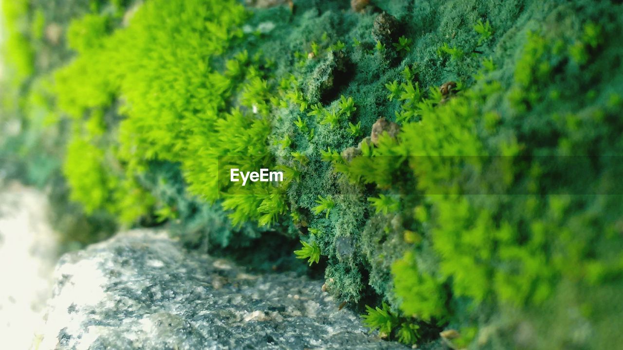 Close-up of grass and moss growing on rocks