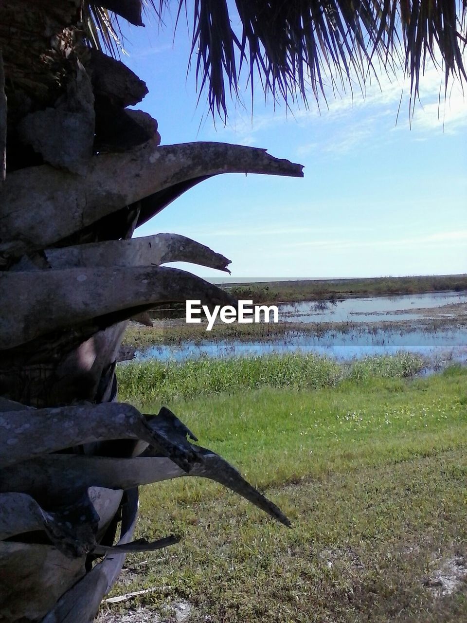 SCENIC VIEW OF SEA WITH TREES IN FOREGROUND