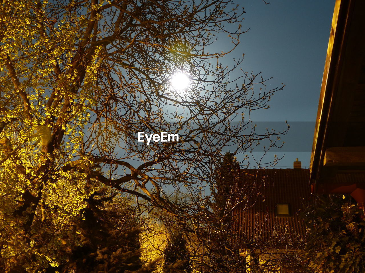 LOW ANGLE VIEW OF TREES