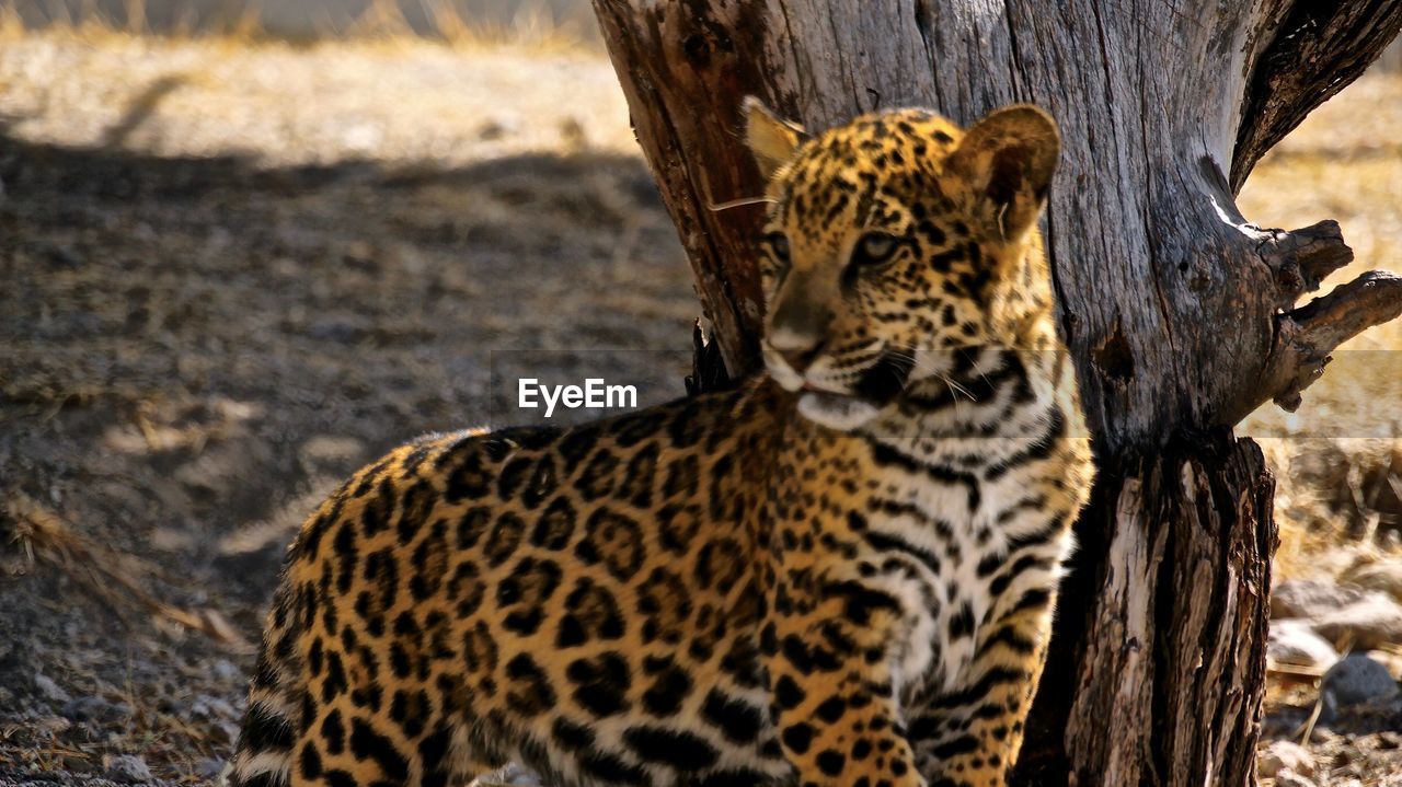 Leopard on field by tree