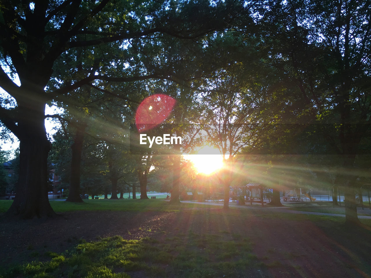 SUN SHINNING THROUGH TREES