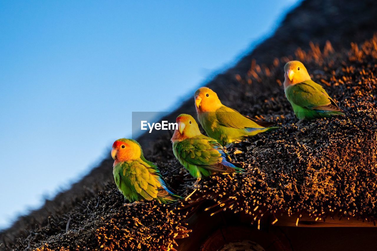 Close-up of parrots on roof