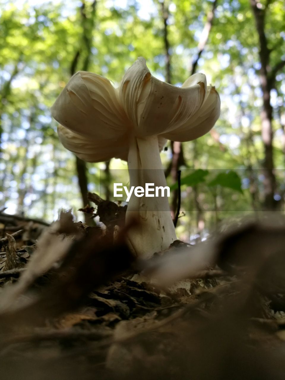 MUSHROOM GROWING IN FOREST