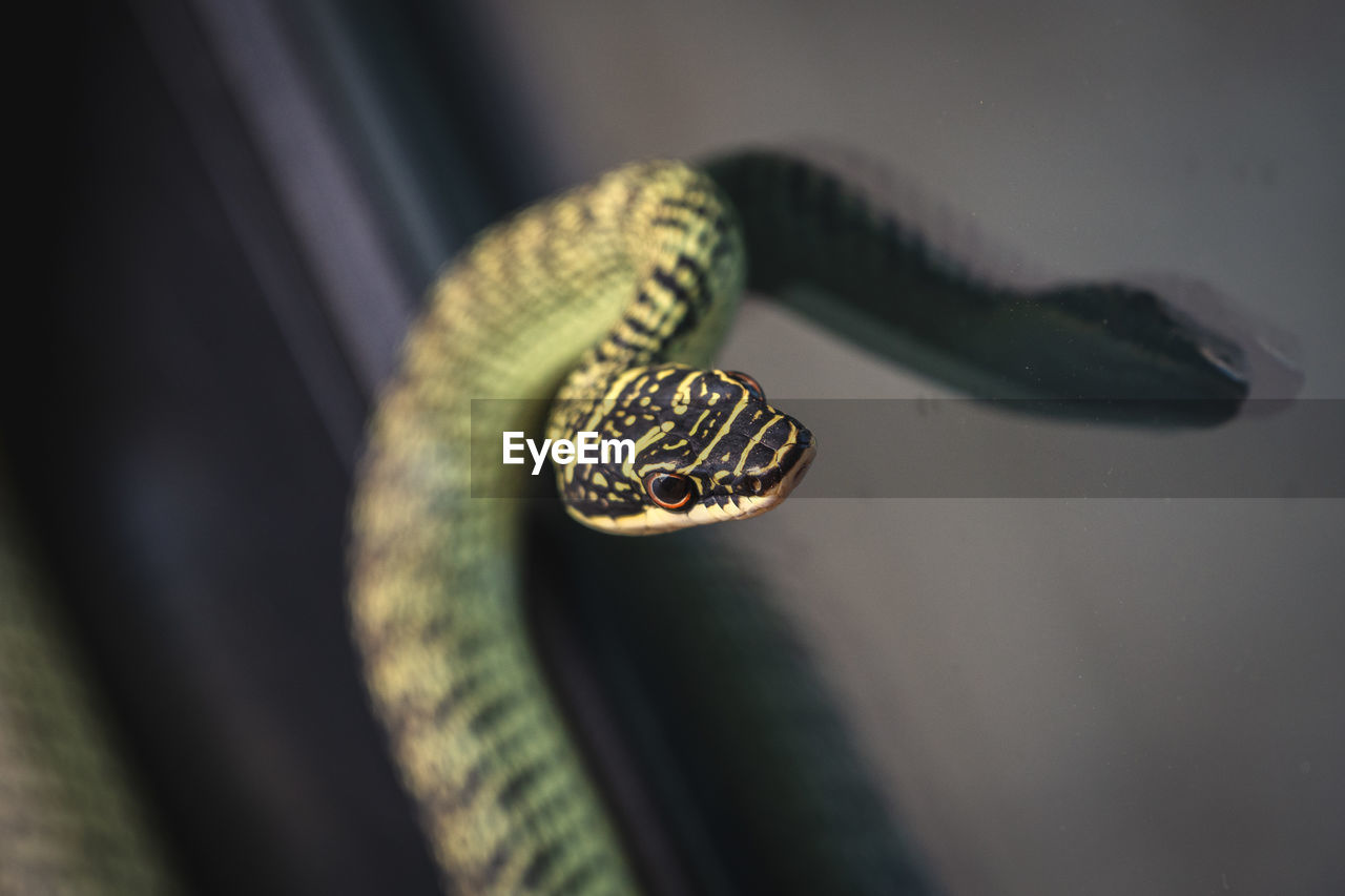 CLOSE-UP OF A LIZARD ON A BLURRED BACKGROUND