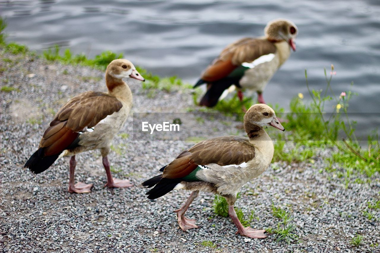 Ducks on a lake