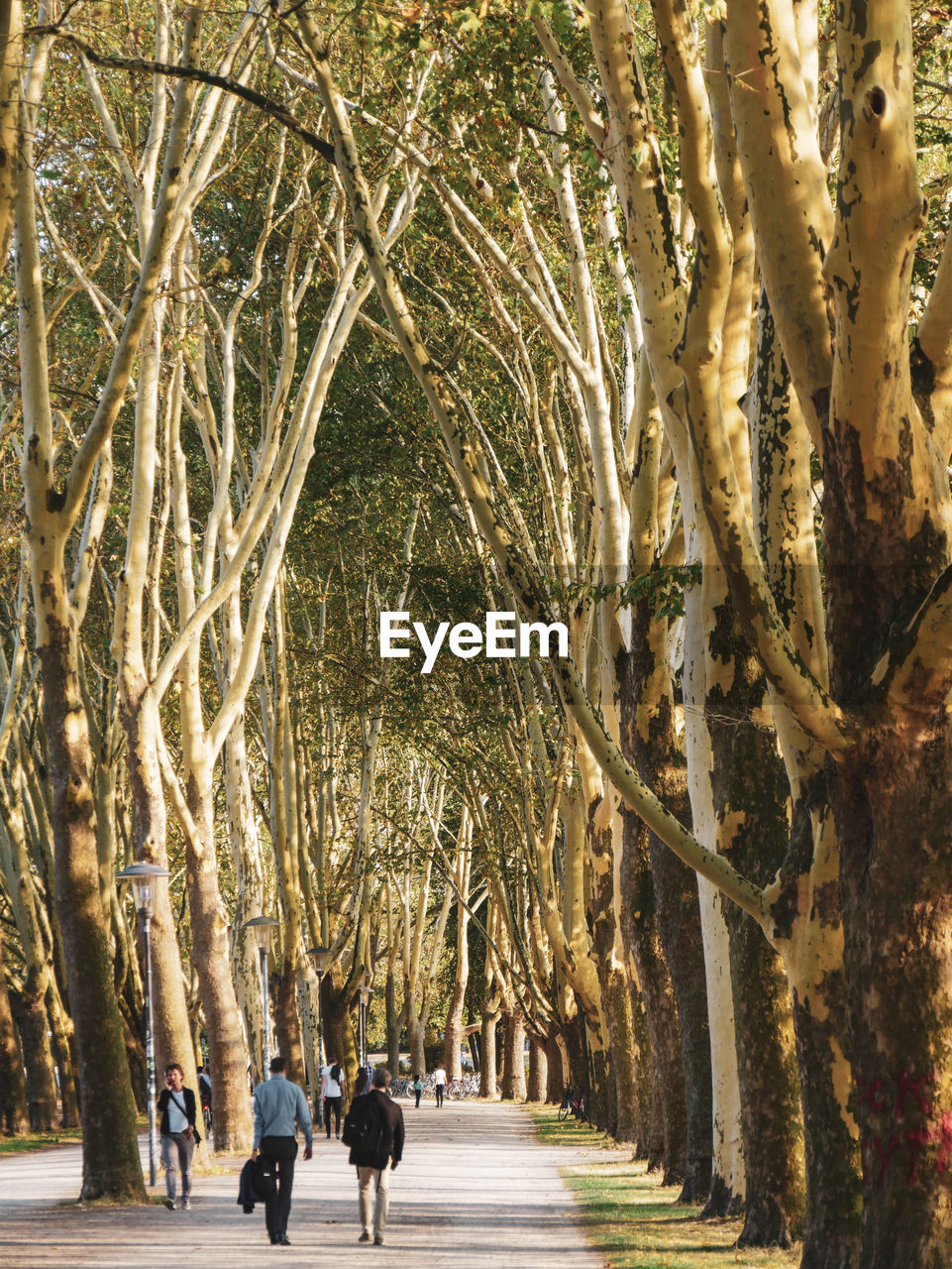 People walking on footpath amidst trees in park