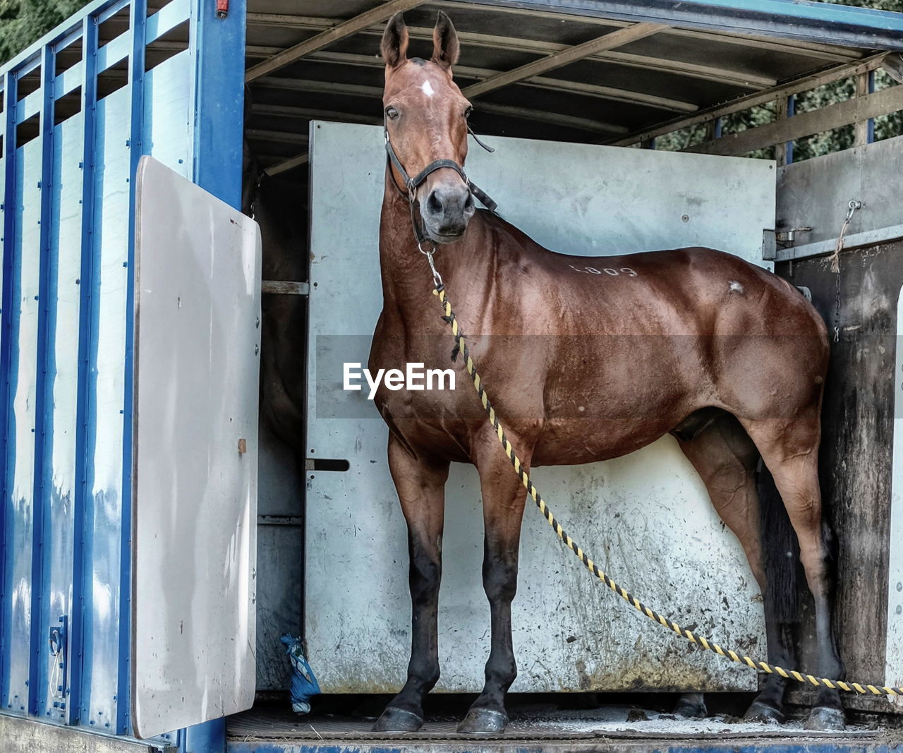 HORSE STANDING IN FRONT OF STABLE