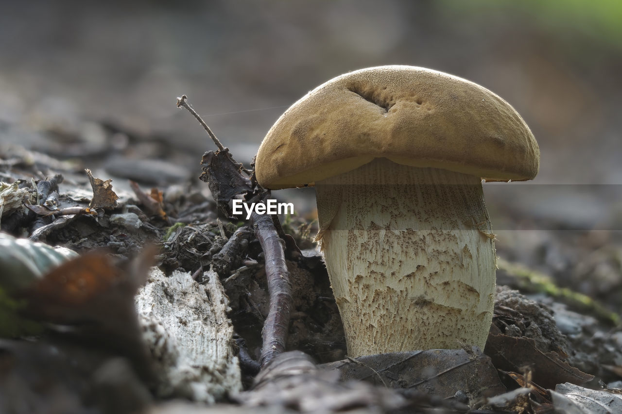 CLOSE-UP OF MUSHROOMS GROWING ON ROCKS