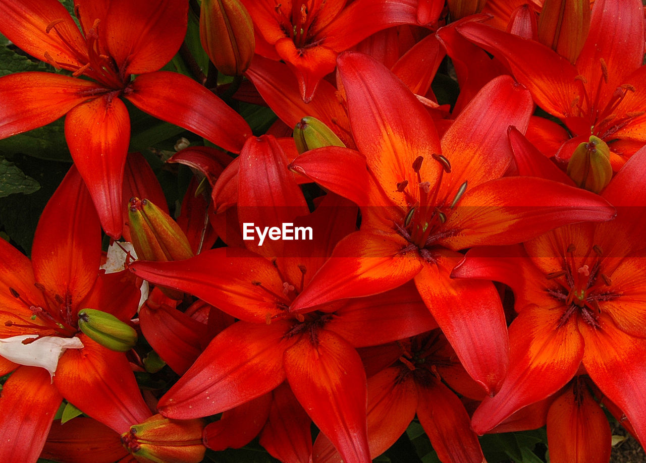 CLOSE-UP OF ORANGE LEAVES