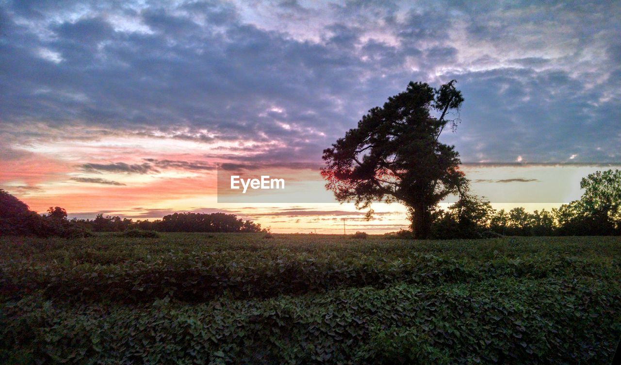 TREES ON FIELD AGAINST CLOUDY SKY