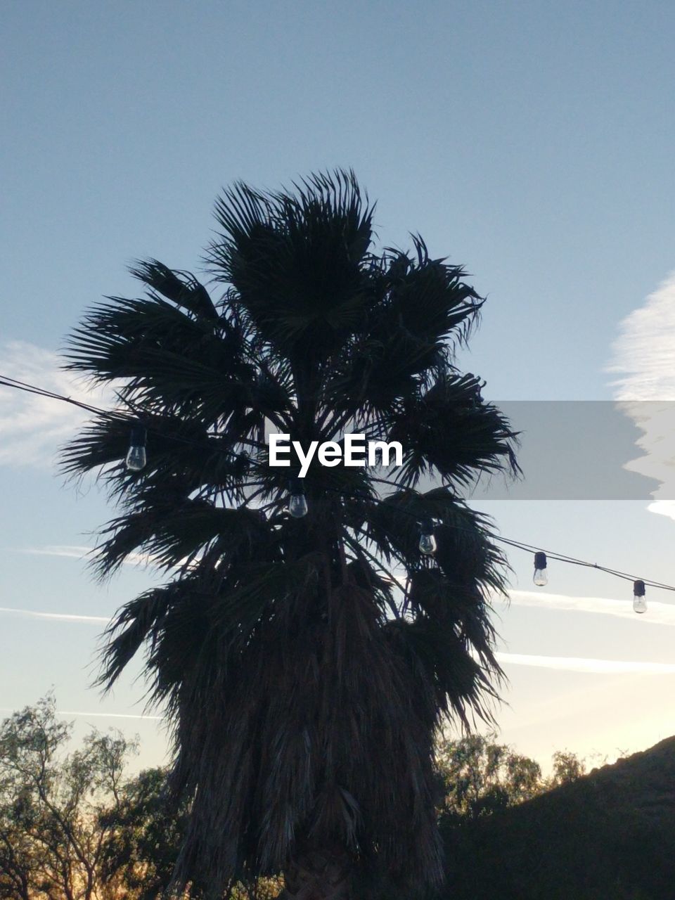 LOW ANGLE VIEW OF SILHOUETTE PALM TREE AGAINST SKY