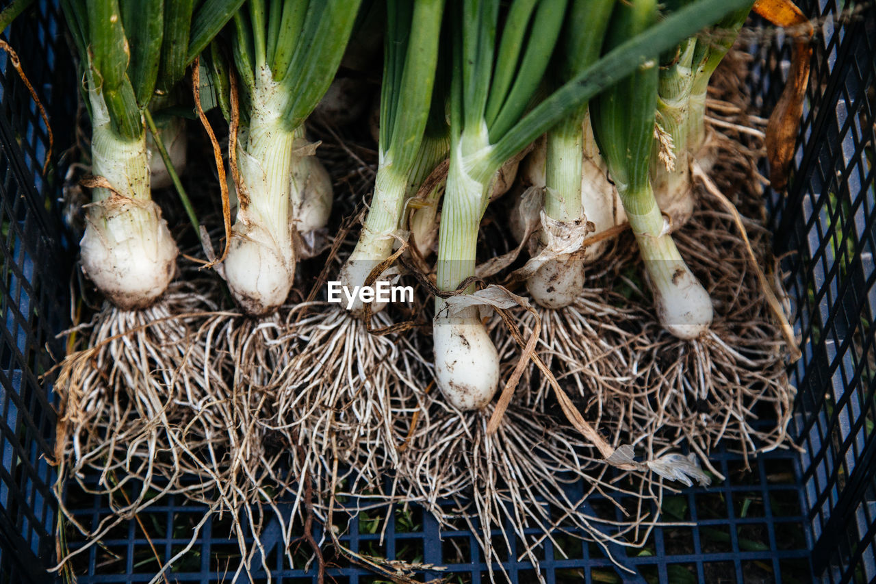 Close-up of scallions