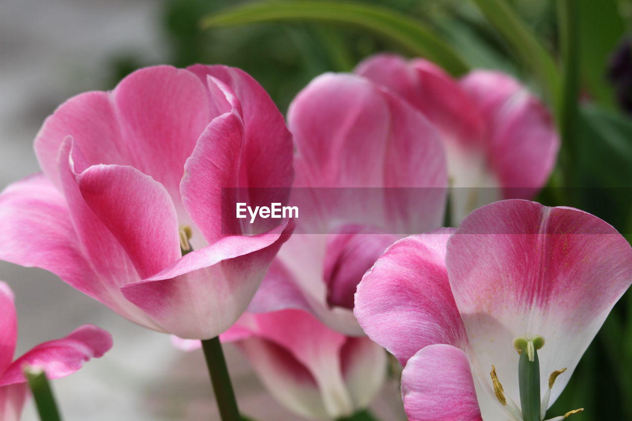 CLOSE-UP OF PINK FLOWER