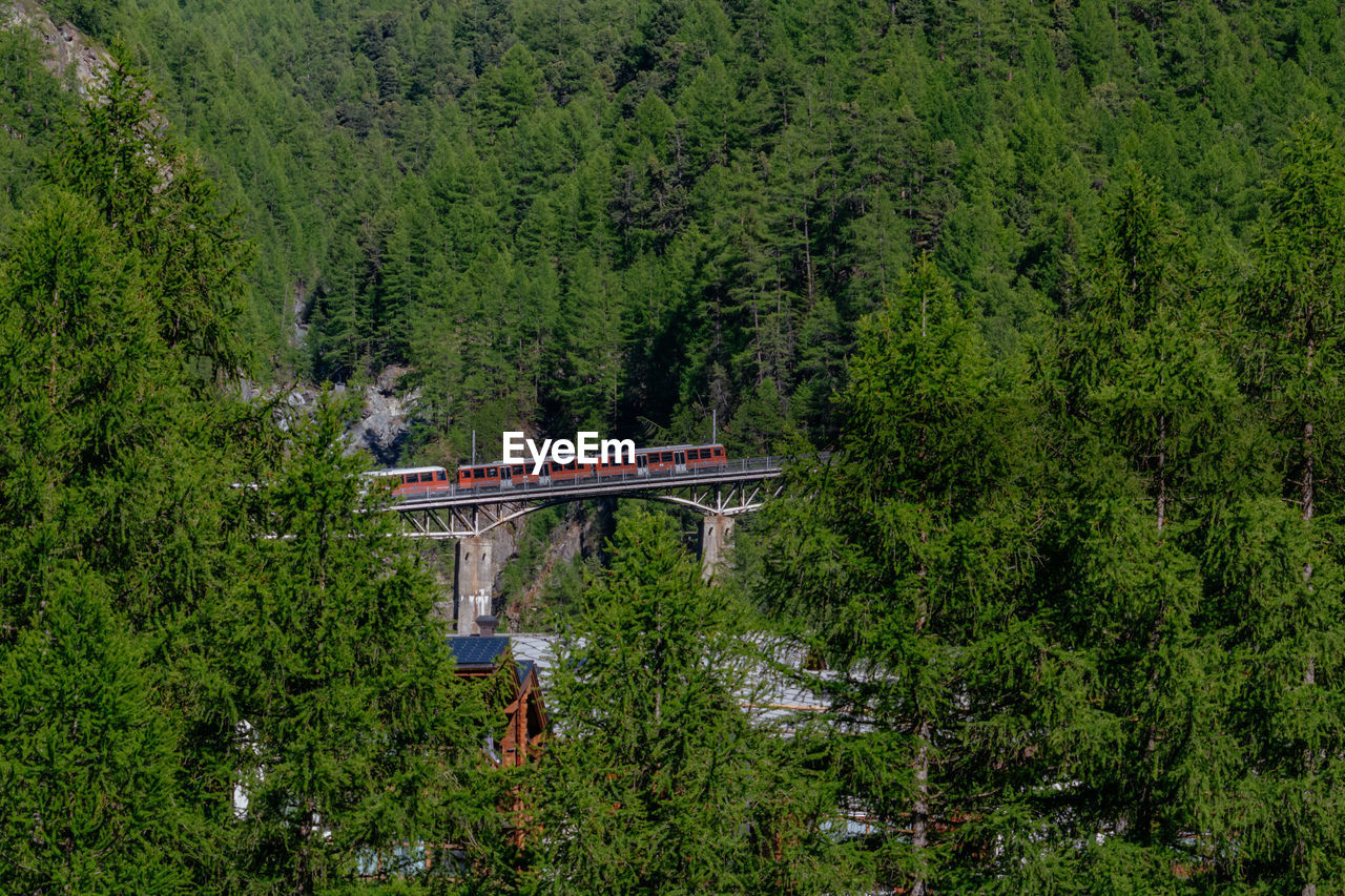 BRIDGE IN FOREST