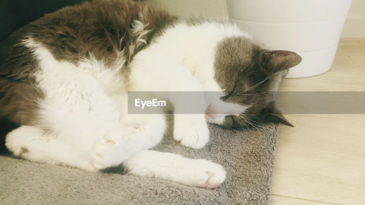 CLOSE-UP OF CAT SLEEPING ON FLOOR