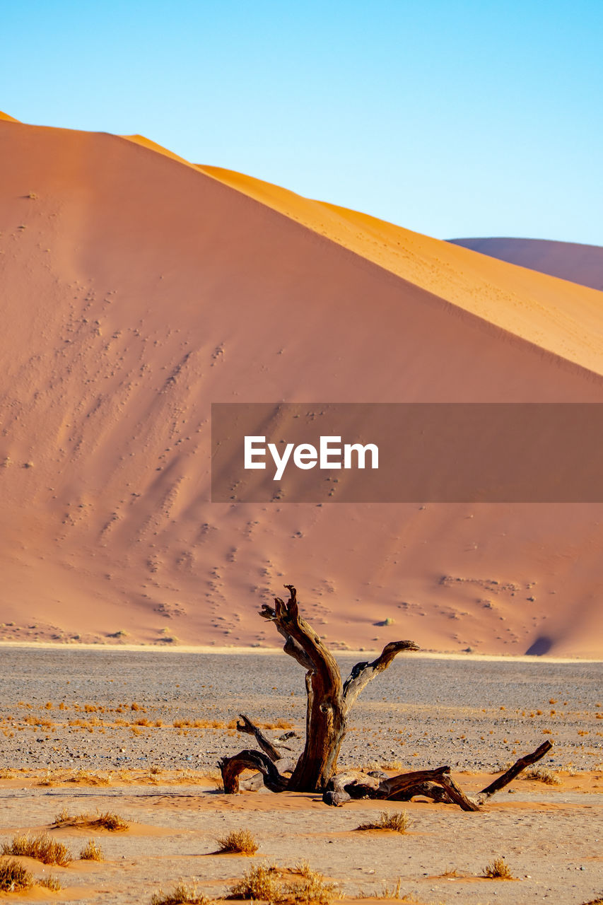 Driftwood on sand dune in desert against clear sky