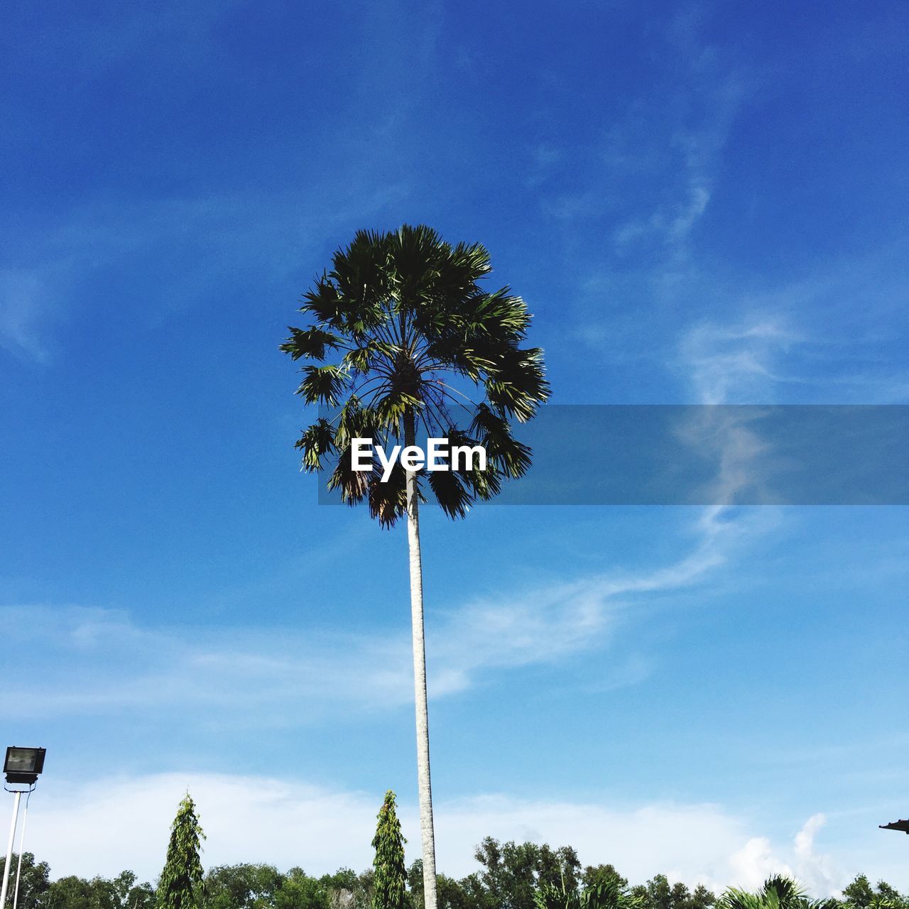 Low angle view of palm trees against blue sky