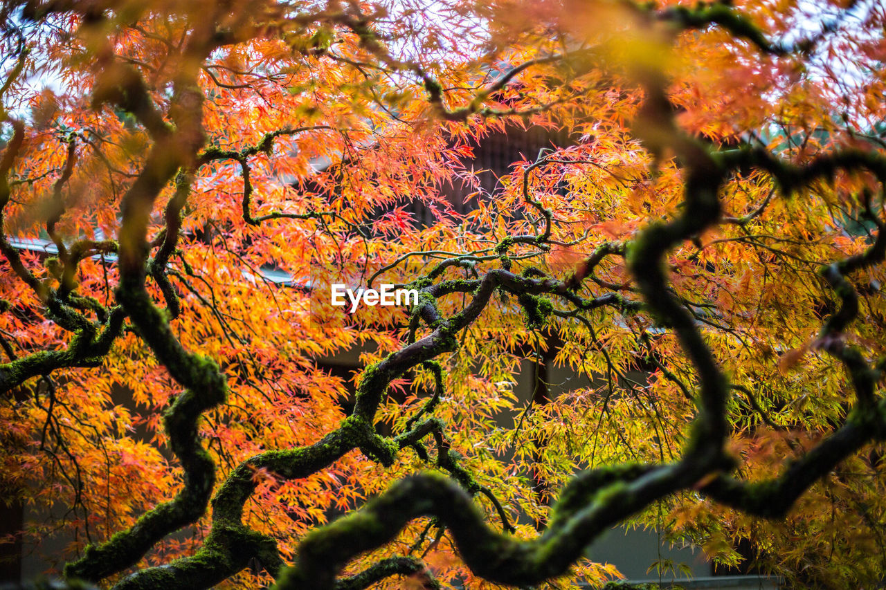 LOW ANGLE VIEW OF MAPLE LEAVES ON TREE DURING AUTUMN